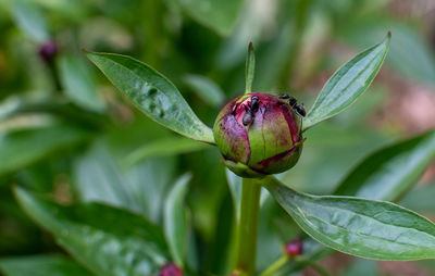 plant