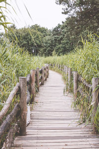 Narrow pathway along trees