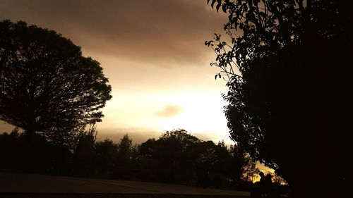 Low angle view of trees against sky