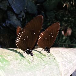 Close-up of butterfly on leaf