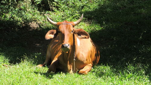 Cow in a field