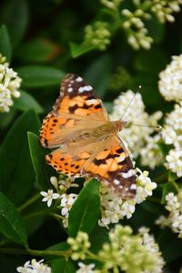 Close-up of butterfly pollinating on flower