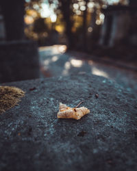 Close-up of shells on road