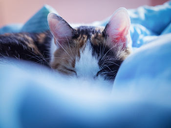 Close-up of sleeping cat