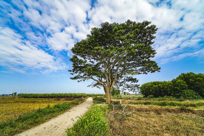 Tree on field by road against sky
