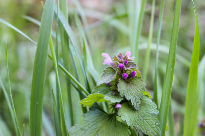 Close-up of purple flowering plant