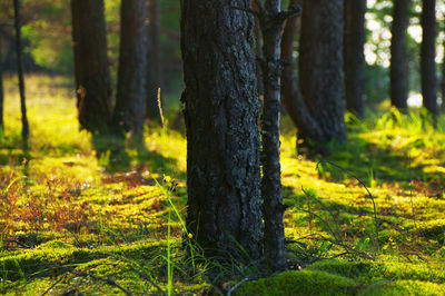 Trees in forest