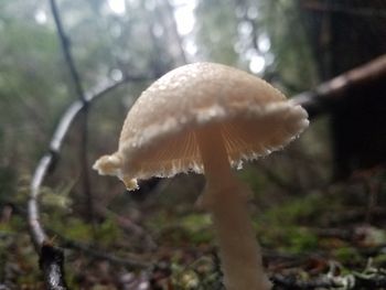 Close-up of mushroom growing in forest