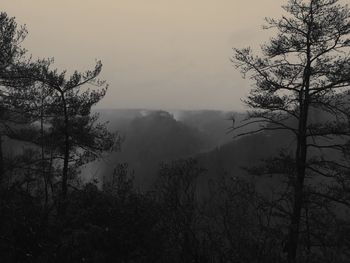 Trees on mountain against sky