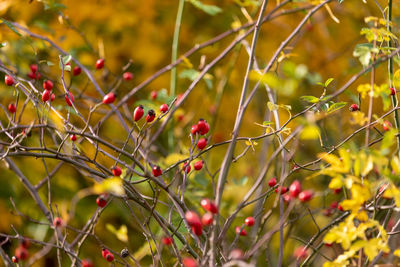 Close-up of red berries growing on tree