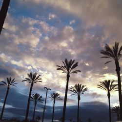 Palm trees against sky