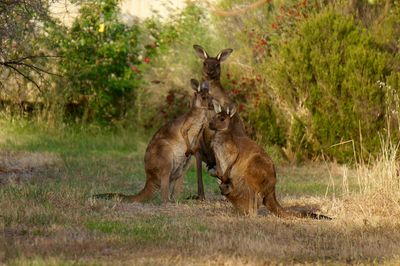 Kangaroo family on field against trees