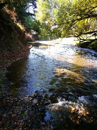 Scenic view of river stream amidst trees in forest