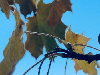 Low angle view of lizard against blue sky