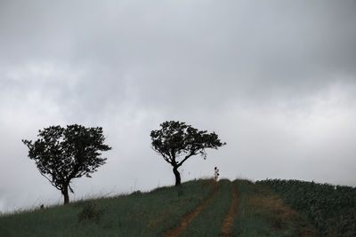 Plant on field against sky