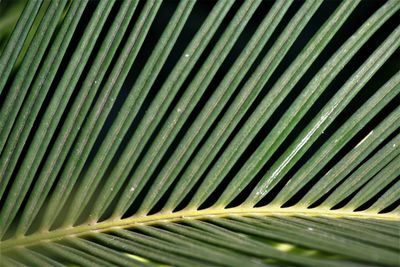 Full frame shot of palm leaves