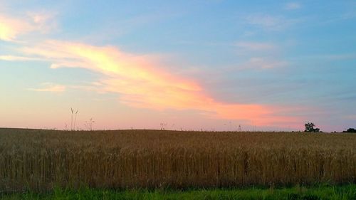 Scenic view of grassy field against sky at sunset