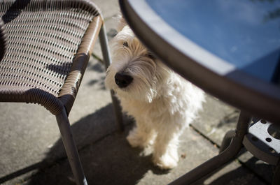 High angle view of dog at sidewalk cafe during sunny day