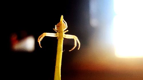 Close-up of yellow flowering plant against sky