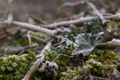 Close-up of frozen leaves on plant during winter