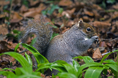 Close-up of squirrel eating plant