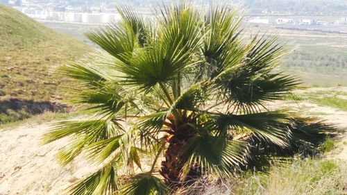 Palm trees against sky