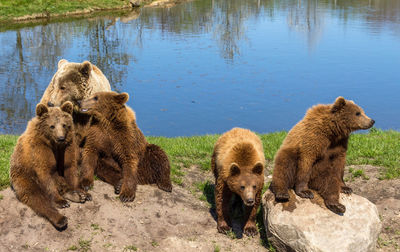 Close-up of grizzly bears by lake