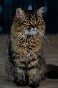 Close-up portrait of a cat looking away