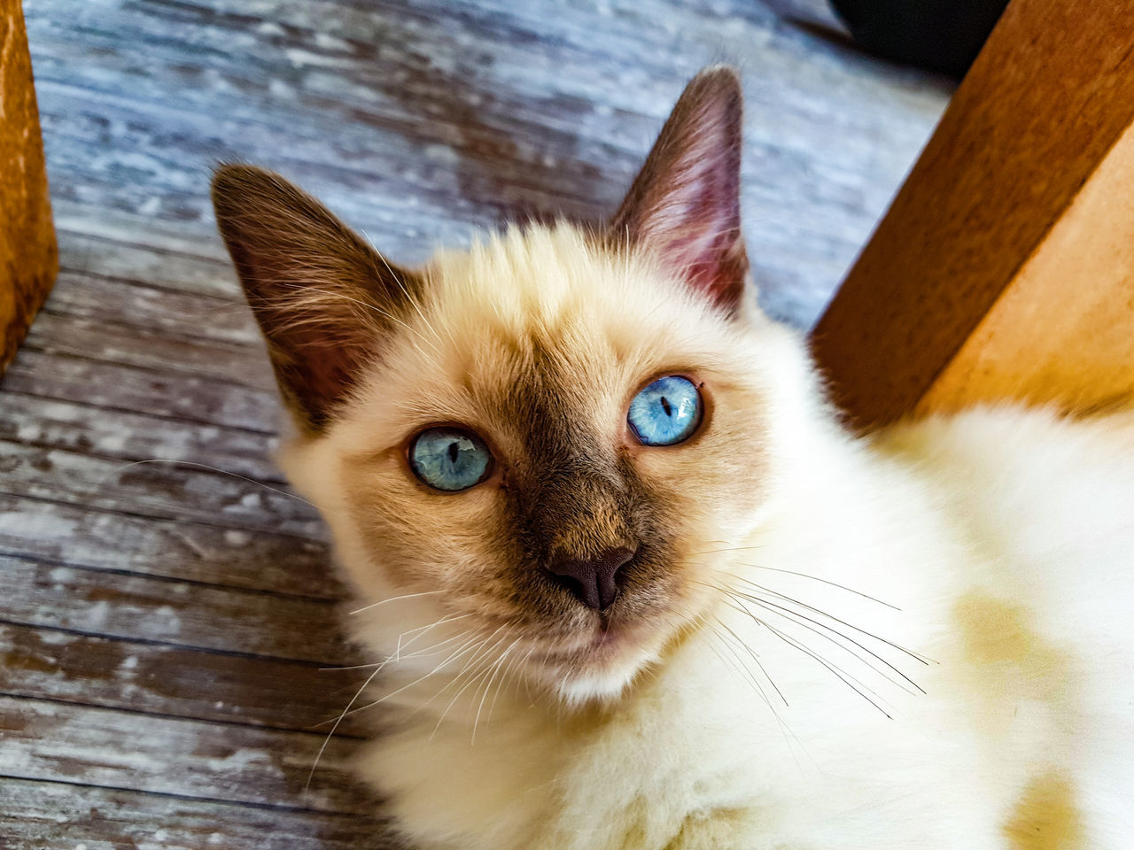 domestic, domestic cat, cat, domestic animals, animal themes, pets, animal, one animal, mammal, feline, portrait, vertebrate, looking at camera, wood - material, no people, blue eyes, close-up, whisker, eye, indoors, animal head, animal eye