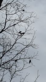 Low angle view of bird perching on bare tree against sky