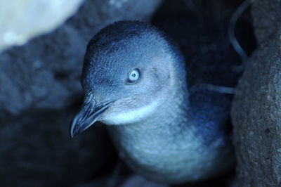 Close-up of bird