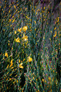 Close-up of yellow flowering plant on field