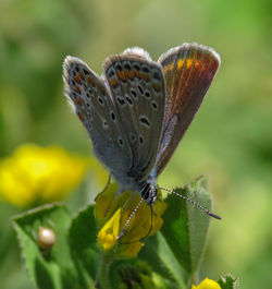 Close-up of butterfly pollinating flower