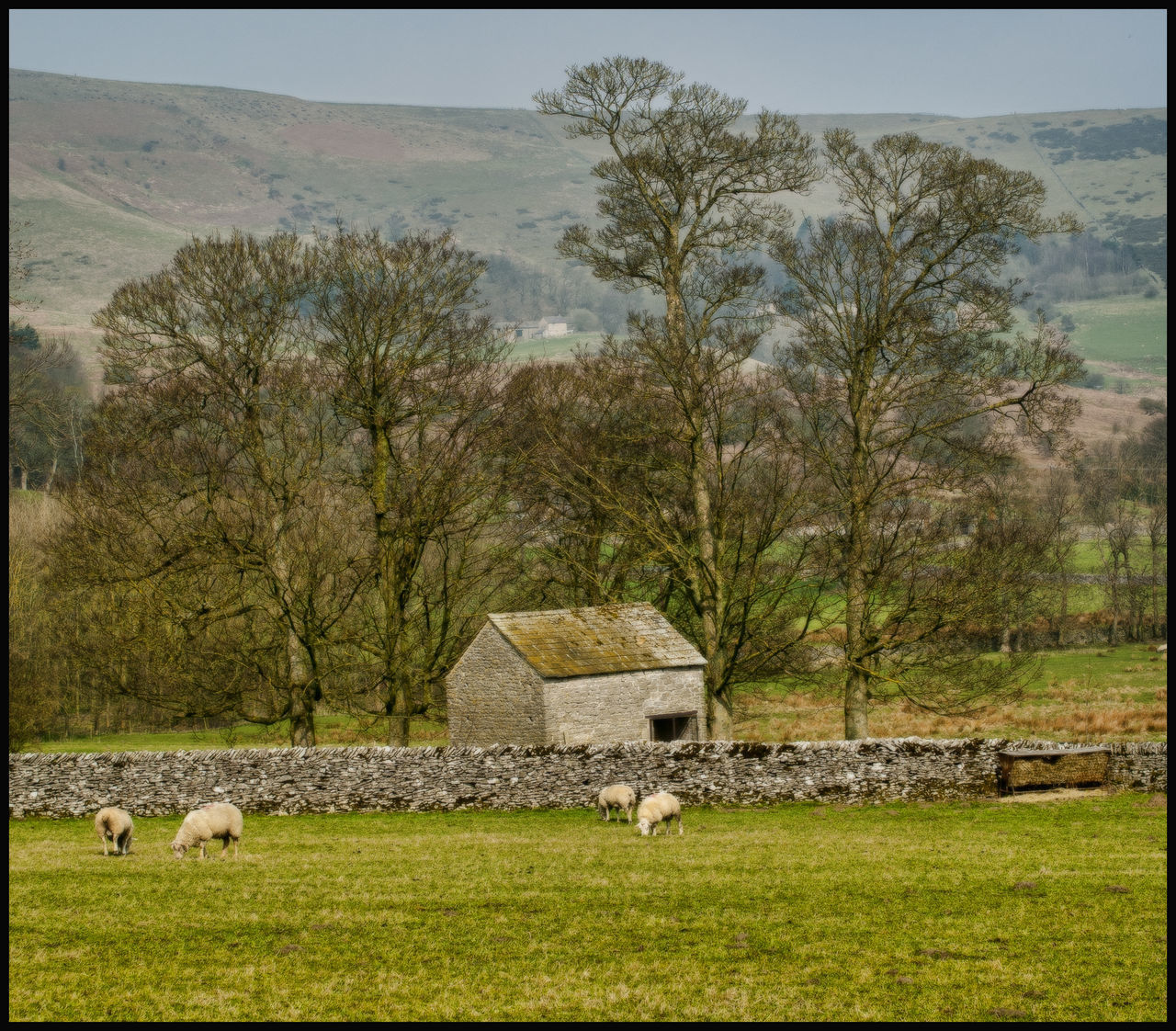 SHEEP GRAZING ON FIELD