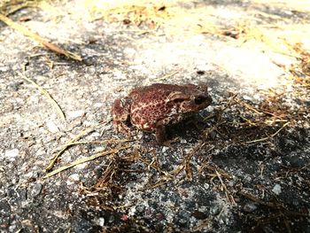 High angle view of frog on rock