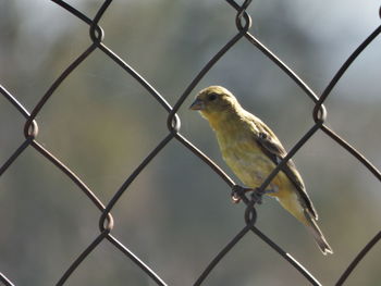 chainlink fence