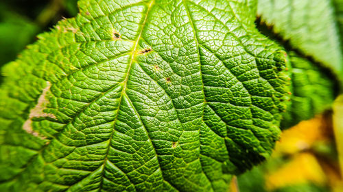 Close-up of green leaves