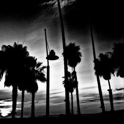 Silhouette of palm trees at sunset