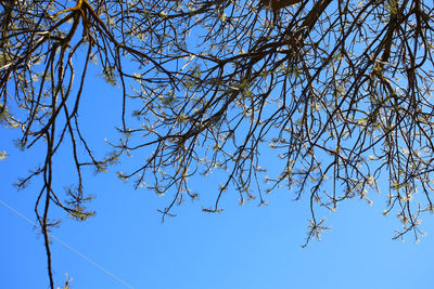 Low angle view of flowering plant against clear blue sky