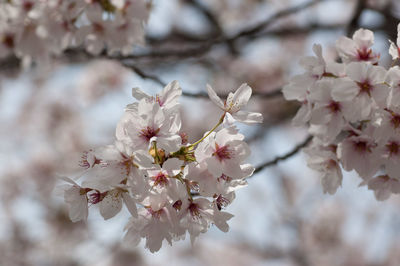 Close-up of cherry blossom tree