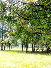 Trees on field