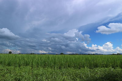 Scenic view of agricultural field against sky