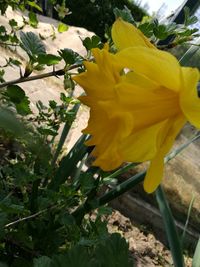 Close-up of yellow flowers blooming outdoors