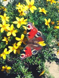 High angle view of insect on yellow flowers