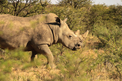 White rhino walking in african bush