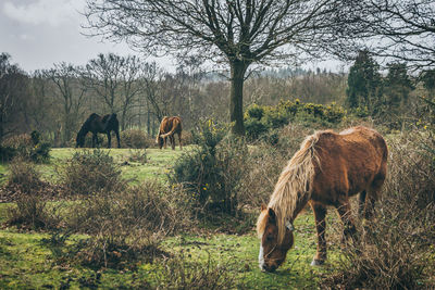 Horses grazing in a field