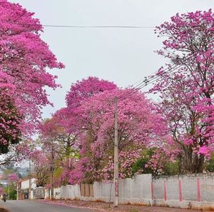 Pink flowers on tree