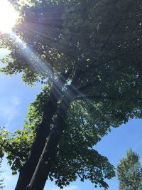 Low angle view of tree against sky