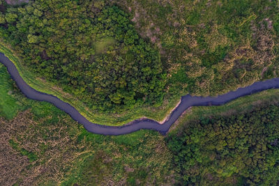 Aerial view landscape of tree or forest.