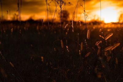 Close-up of grass growing in field against sky at sunset
